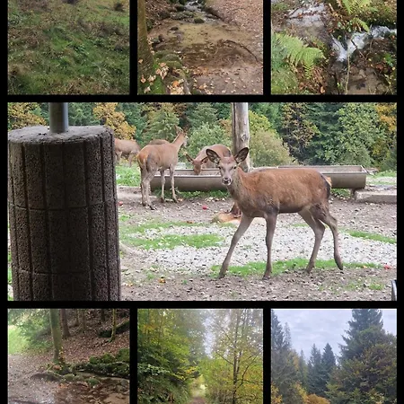 Panoramablick Bermersbach Lägenhet Forbach