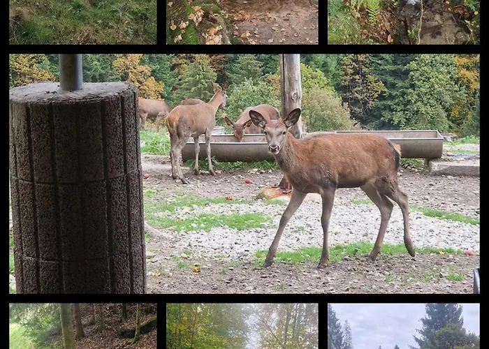 Panoramablick Bermersbach 公寓 福尔巴克